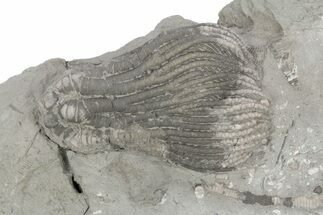 Fossil Crinoid (Pachylocrinus) - Crawfordsville, Indiana #211152