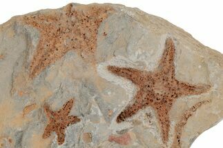 Three Ordovician Starfish (Petraster?) Fossil - Morocco #211449