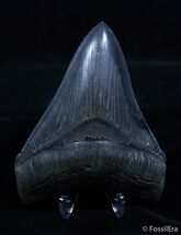 Near Flawless Inch Black Megalodon Tooth #2214