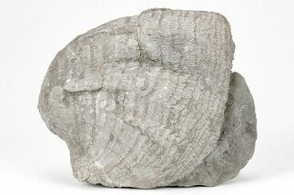 Fossil Brachiopod (Echinoconchus) - Crawfordsville, Indiana #211923
