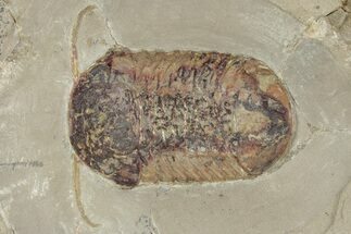 Symphysurus Trilobites With Preserved Antennae & Gut Trace #213186