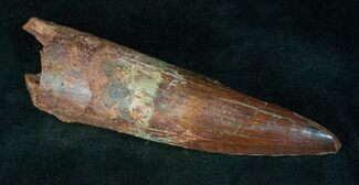 Huge Spinosaurus Tooth - Partial Root #13230
