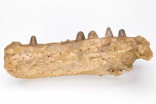 Cretaceous Crocodile Jaw with Composite Teeth - Morocco #61487