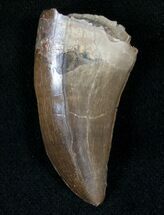 Well Preserved Tyrannosaur Tooth - Montana #13313