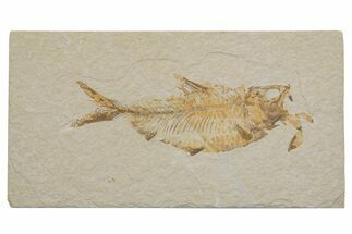 Fossil Fish (Knightia) - Green River Formation #217566