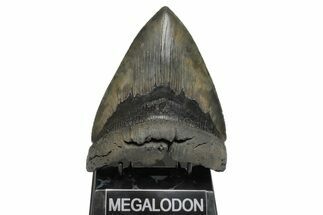 Huge, Fossil Megalodon Tooth - Sharply Serrated #207971