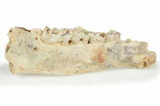 Fossil Early Ungulate (Plesiomeryx) Jaw - France #218498