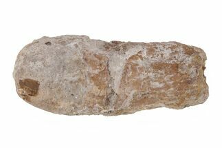 Permian Eryops Fossil Phalanx Bone - Texas #218720
