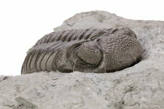 Partial Trilobite (Eldredgeops) Fossil - Ohio #221148
