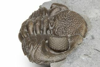 Enrolled Eldredgeops Trilobite Fossil - Paulding, Ohio #224922