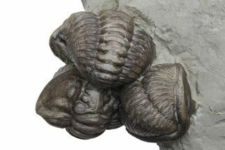 Three Enrolled Flexicalymene Trilobite Fossils - Mt Orab, Ohio #224901