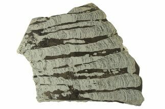 Polished Precambrian Stromatolite Slab - Siberia #227209