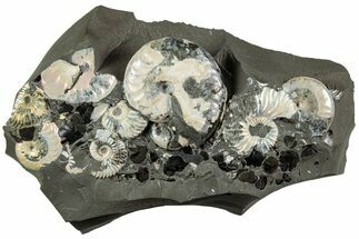 Iridescent Ammonite (Deshayesites & Aconeceras) Cluster #228166