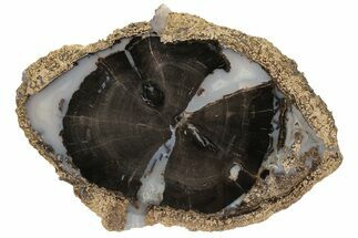 Petrified Wood (Schinoxylon) Round - Blue Forest, Wyoming #228005