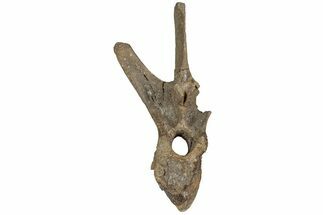 Hadrosaur (Edmontosaurus) Dorsal Vertebra - Wyoming #229736