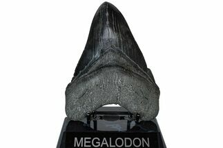 Fossil Megalodon Tooth - Multi-Toned Enamel #226759