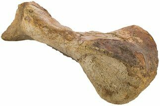 Hadrosaur (Edmontosaurus) Metatarsal (IV) - Wyoming #233814