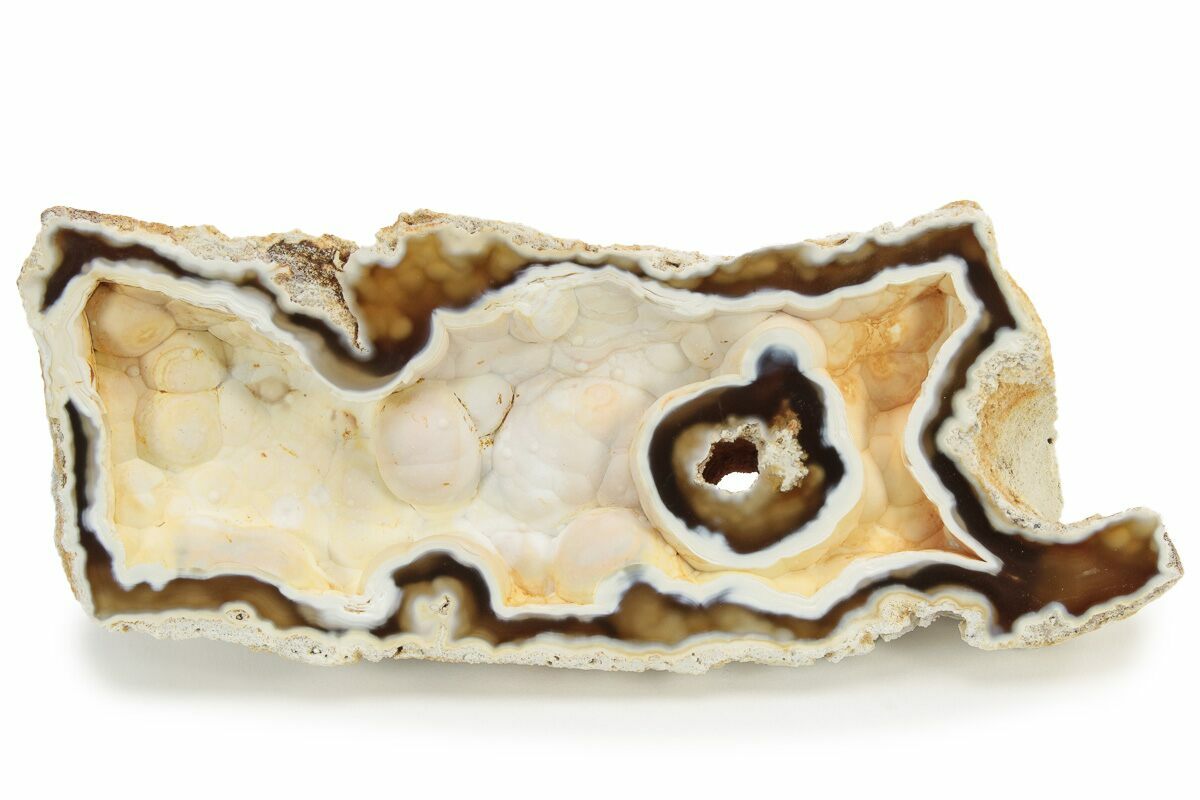 Agatized Fossil Coral Geode Florida For Sale