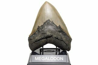 Fossil Megalodon Tooth - Razor Sharp Serrations #235120