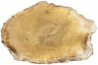 Polished Petrified Wood (Conifer) Round - Oregon #236131