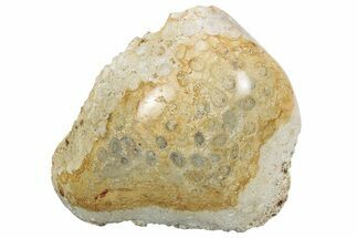 Polished Fossil Coral Head - Indonesia #237519