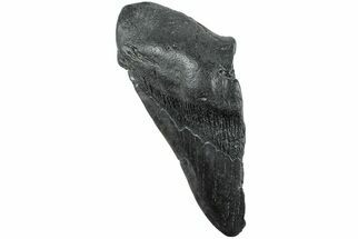 Partial, Fossil Megalodon Tooth - South Carolina #235937