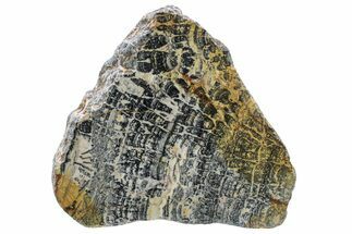 Proterozoic Columnar Stromatolite (Asperia) Section - Australia #239975