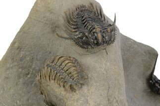 Two Spiny Leonaspis Trilobites With Crotalocephalina #241564