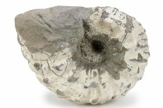 Bumpy Liparoceras Ammonite - Gloucestershire, UK #241748
