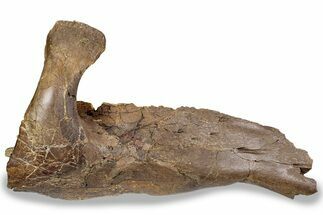 Fossil Hadrosaur (Edmontosaurus) Mandible - South Dakota #242455