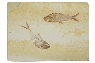 Fossil Fish Plate With Diplomystus & Knightia - Wyoming #245021