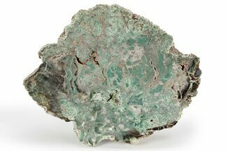 Rare, Green, Chromium-Rich Petrified Wood Section - Arizona #245858