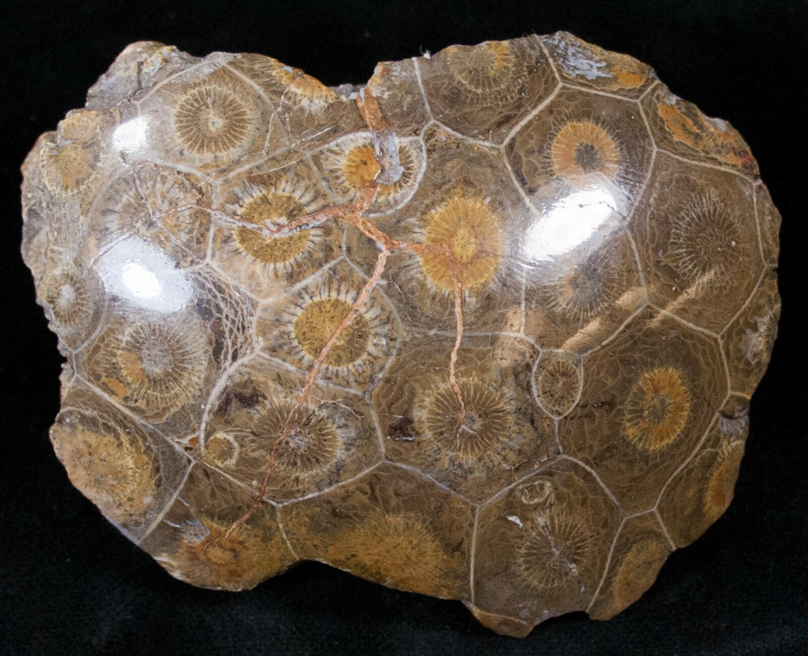 3" Polished Fossil Coral Head Very Detailed For Sale (14643)