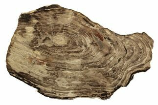 Polished Oligocene Petrified Wood (Pinus) - Australia #247844