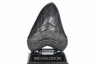 Serrated, Fossil Megalodon Tooth - Massive River Meg #247867