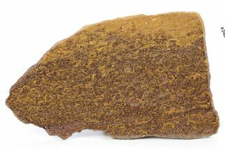 Polished Coquina (Fossil Shells) Jasper Slab - India #248055