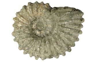 Bumpy Ammonite (Douvilleiceras) Fossil - Madagascar #247950