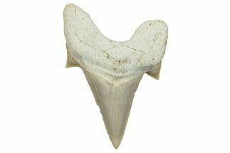 Fossil Shark Tooth (Otodus) - Morocco #248021