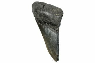 Partial, Fossil Megalodon Tooth - South Carolina #248407