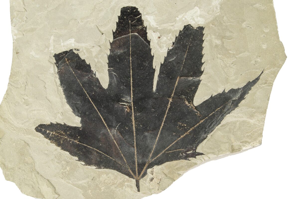 5 3 Beautiful Fossil Sycamore Macginitiea Leaf Utah 248641 For