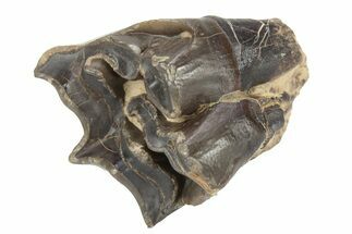 Fossil Eocene Mammal (Plagiolophus) Molar - France #248666