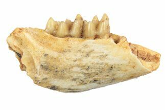 Fossil Early Ungulate (Paroxacron) Jaw - France #248706
