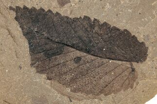 Fossil Plant (Ulmus okanaganensis) Plate - McAbee, BC #248787