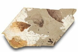 Fossil Plant (Fagus, Sassafras sp) Plate - McAbee, BC #248789