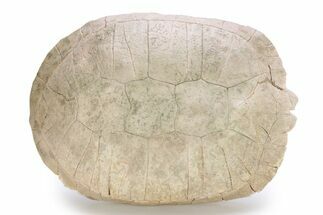 Fossil Female Tortoise (Testudo) Shell - South Dakota #249243