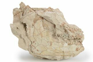 Bargain, Fossil Oreodont (Leptauchenia) Skull - South Dakota #249264