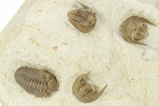 Three Cordania Wessmani Trilobites & A Paciphacops - Oklahoma #110728