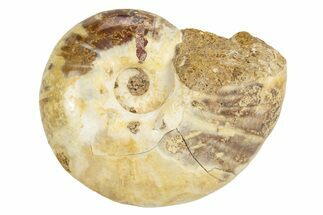 Jurassic Ammonite Fossil - Sakaraha, Madagascar #251290