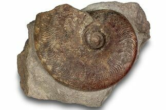 Toarcian Ammonite (Osperlioceras?) Fossil - France #251772