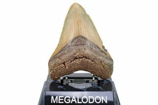 Fossil Megalodon Tooth - Repaired #251275